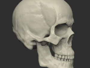 Male human head scan with neutral angry expression Includes 3D scan of a real human skull 3D Model