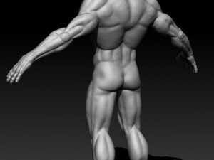 detailed male nude Model 3D