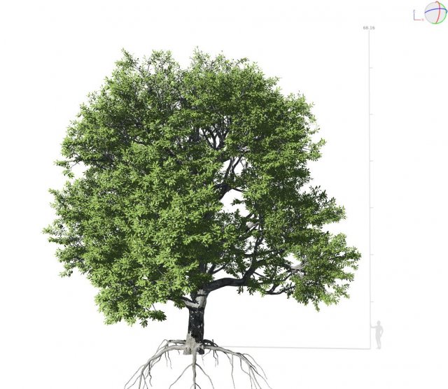 broadleaf tree 001 Modello 3D .c4d .max .obj .3ds .fbx .stl .blend 