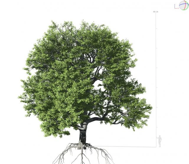 &aacute;rvore de folha larga 001 Modelo 3D .c4d .max .obj .3ds .fbx .stl .blend 