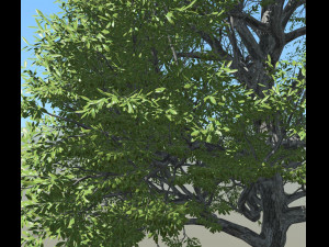 broadleaf tree 001 Modello 3D