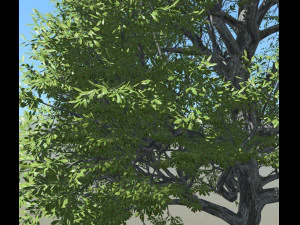 &aacute;rvore de folha larga 001 Modelo 3D