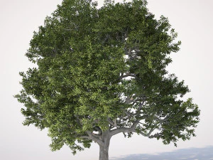 &aacute;rvore de folha larga 001 Modelo 3D