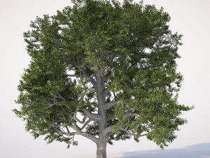 &aacute;rvore de folha larga 001 Modelo 3D