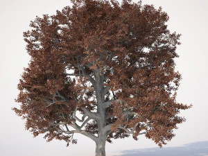 &aacute;rvore de folha larga 001 Modelo 3D