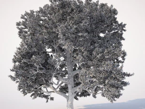 &aacute;rvore de folha larga 001 Modelo 3D