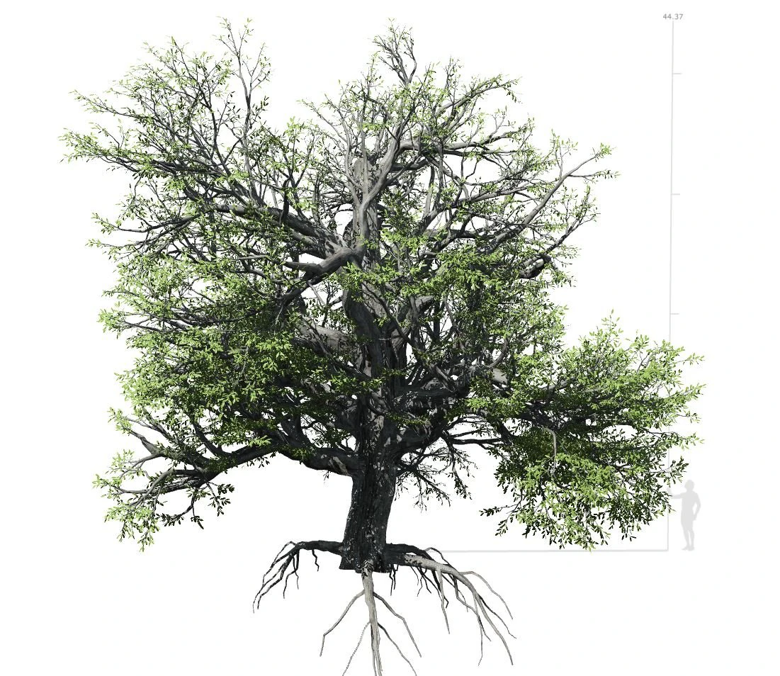 broadleaf tree 002 3D Model .c4d .max .obj .3ds .fbx .stl .blend 