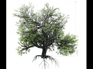 &aacute;rvore de folha larga 002 Modelo 3D