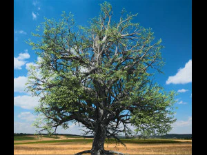 broadleaf tree 002 3D Model