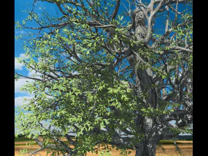broadleaf tree 002 3D Model