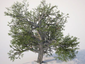 broadleaf tree 002 3D Model