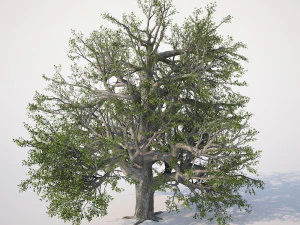 broadleaf tree 002 3D Model