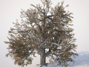 broadleaf tree 002 3D Model