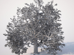 broadleaf tree 002 Modèle 3D