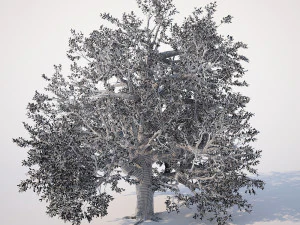 broadleaf tree 002 3D Model