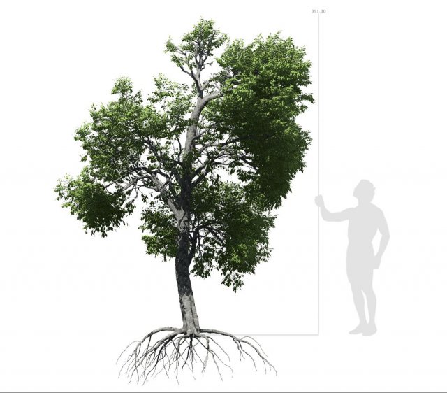 broadleaf tree 003 Modello 3D .c4d .max .obj .3ds .fbx .stl .blend 
