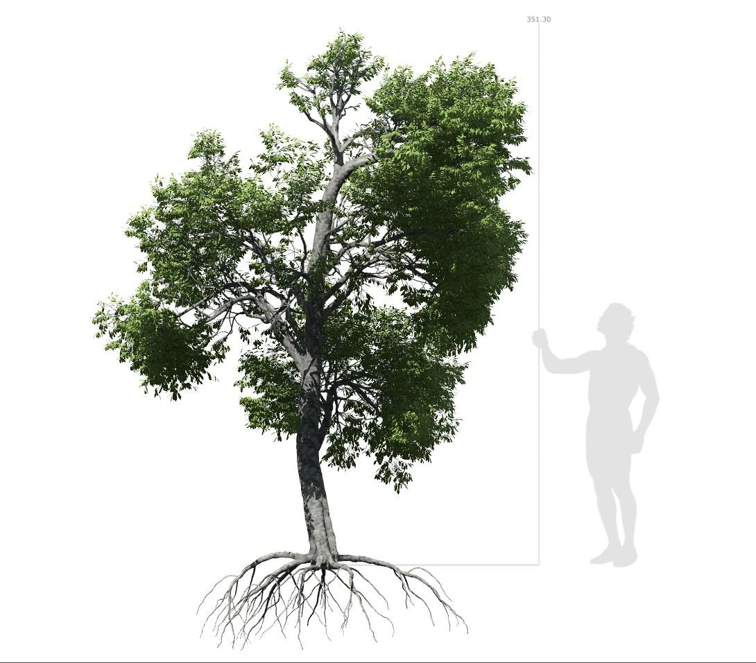 broadleaf tree 003 3D Model .c4d .max .obj .3ds .fbx .stl .blend 
