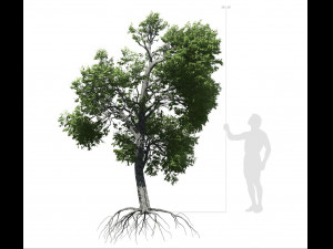 broadleaf tree 003 3D Model