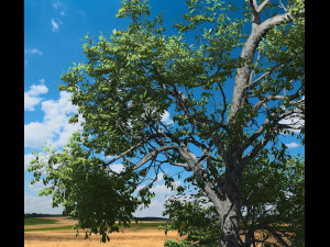 broadleaf tree 003 Modello 3D