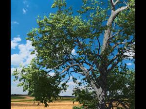 broadleaf tree 003 3D Model