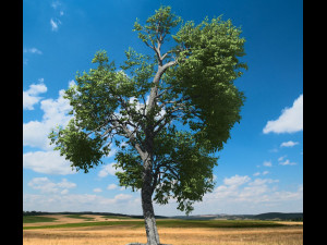 broadleaf tree 003 Modello 3D