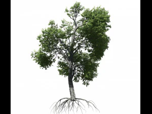 broadleaf tree 003 3D Model