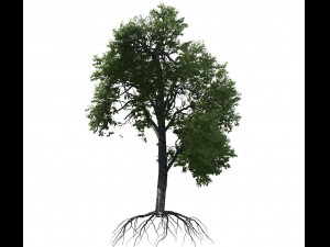 broadleaf tree 003 Modello 3D