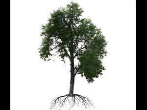 broadleaf tree 003 3D Model