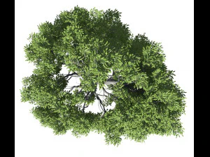 broadleaf tree 003 3D Model