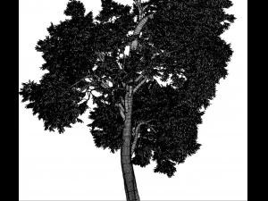 broadleaf tree 003 3D Model