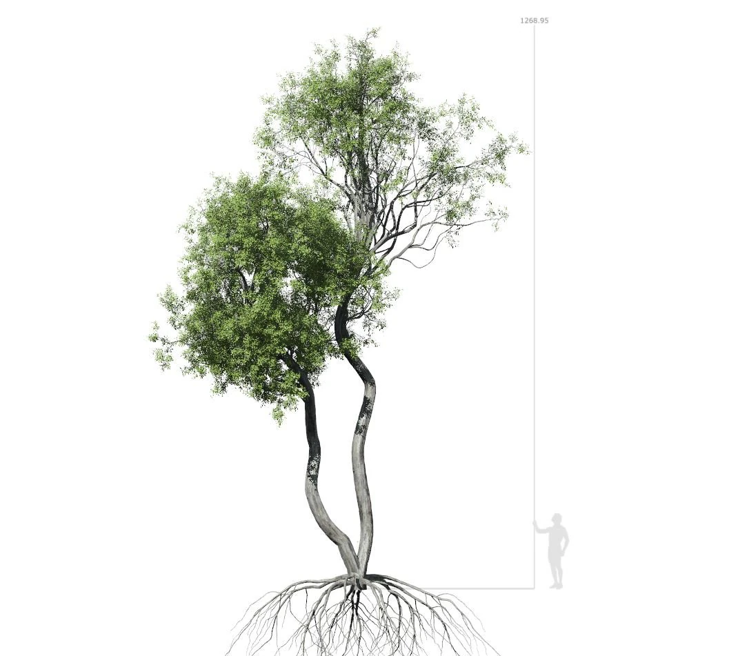 broadleaf tree 004 3D Model .c4d .max .obj .3ds .fbx .stl .blend 