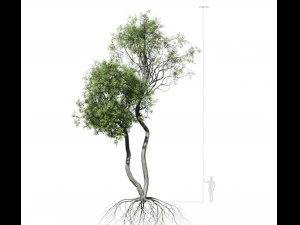 &aacute;rvore de folha larga 004 Modelo 3D