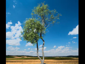 broadleaf tree 004 3D Model