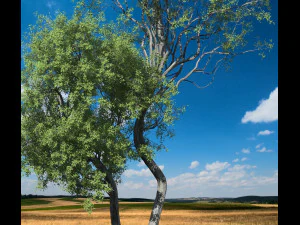 broadleaf tree 004 3D Model