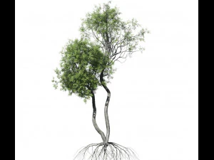 broadleaf tree 004 3D Model