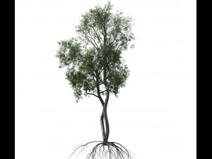broadleaf tree 004 3D Model