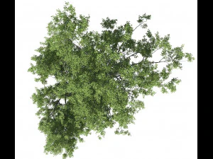 broadleaf tree 004 3D Model