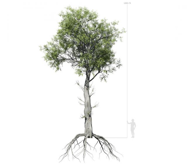 broadleaf tree 005 3D-Modell .c4d .max .obj .3ds .fbx .stl .blend 