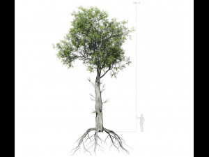 broadleaf tree 005 3D Model
