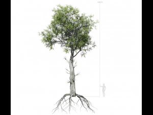 &aacute;rvore de folha larga 005 Modelo 3D