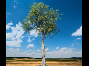 broadleaf tree 005 3D-Modell
