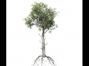 broadleaf tree 005 3D-Modell