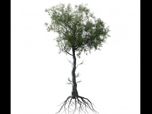 broadleaf tree 005 3D-Modell