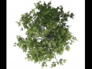 broadleaf tree 005 3D-Modell