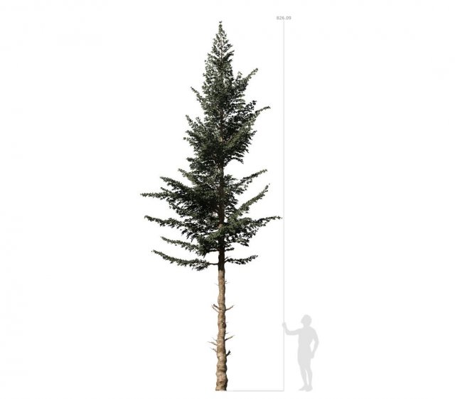conifer tree 001 3D Модель .c4d .max .obj .3ds .fbx .stl .blend 