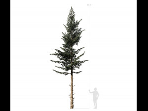 conifer tree 001 3D Model