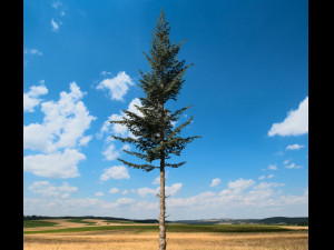 conifer tree 001 3D Модель