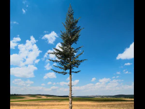 conif&egrave;re 001 Modèle 3D