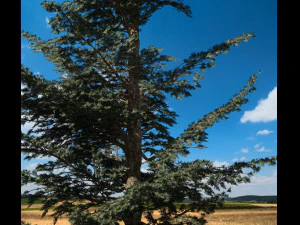 conif&egrave;re 001 Modèle 3D