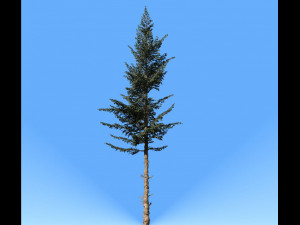 conifer tree 001 3D Модель